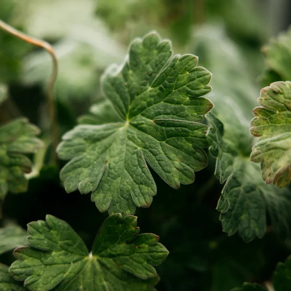 Geranium Leaf Scented Tealights