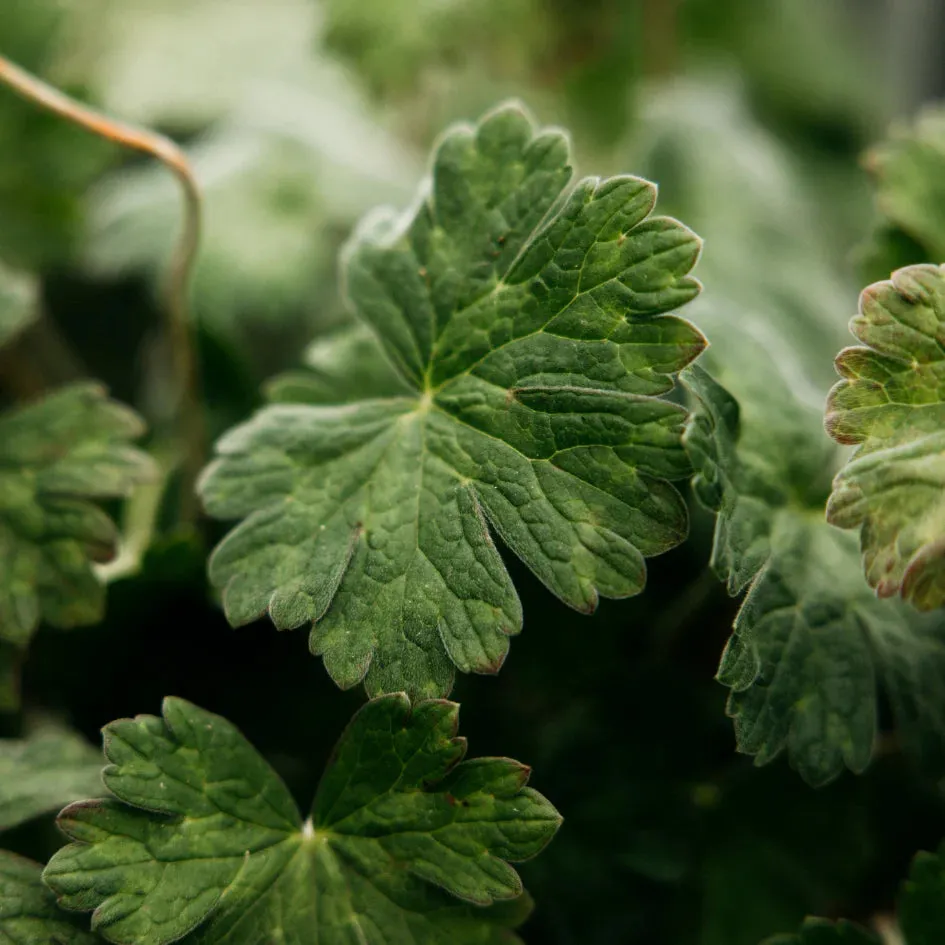 Geranium Leaf Scented Tin Candle