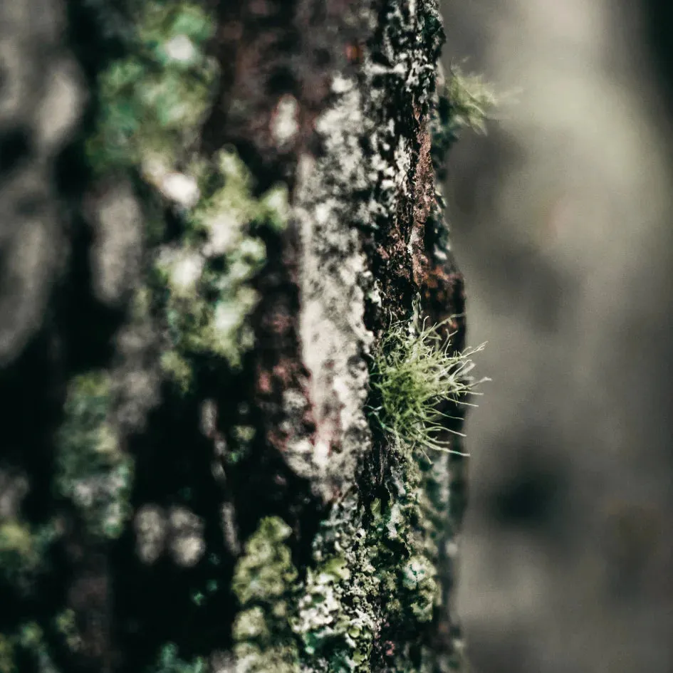 Granite & Moss Scented Tin Candle