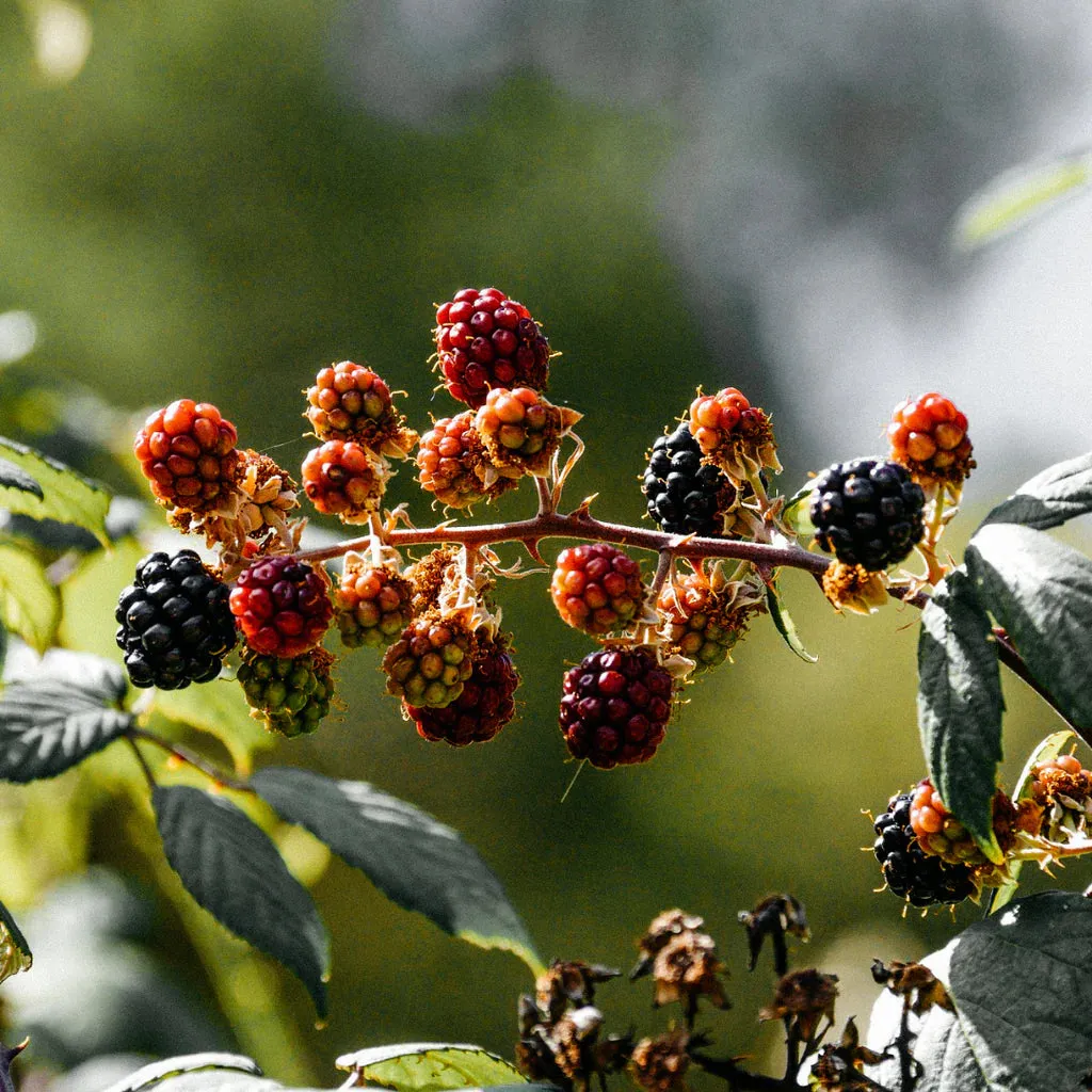 Hawthorn & Berries Scented Tin Candle