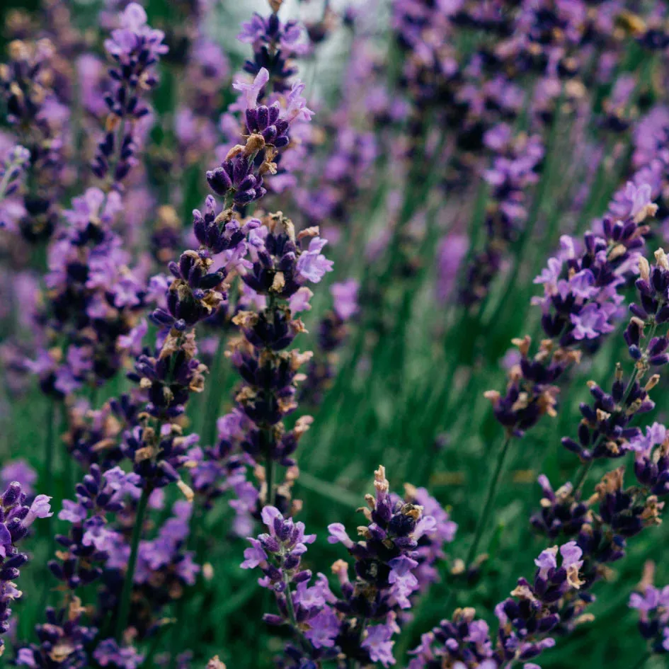 Lavender Fields Scented Tealights