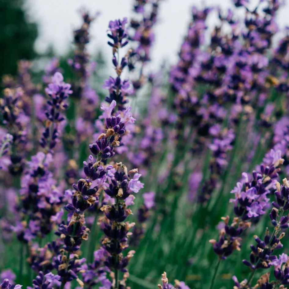 Lavender Fields Scented Tin Candle