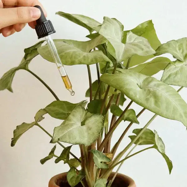 Neem Oil for Plants