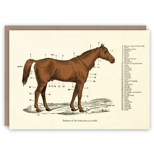 Regions of the Horse Card